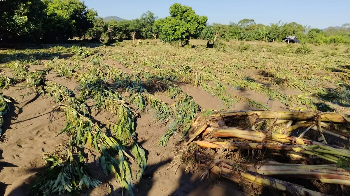 Apoyos al campo y al ganado avanzan tras las lluvias en comunidades rurales de Atlapexco.