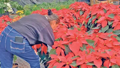 Flores de Noche Buena