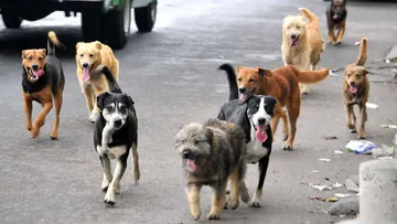 Perros de la calle