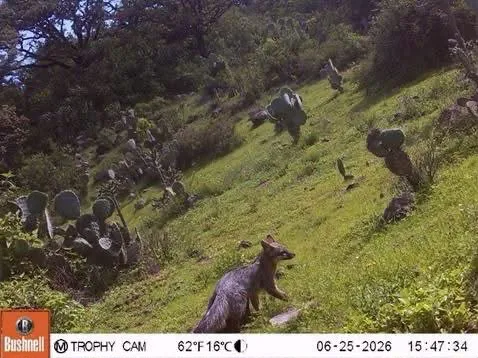 Captan puma y otras 11 especies de fauna silvestre en Tepetitlán con cámaras trampa