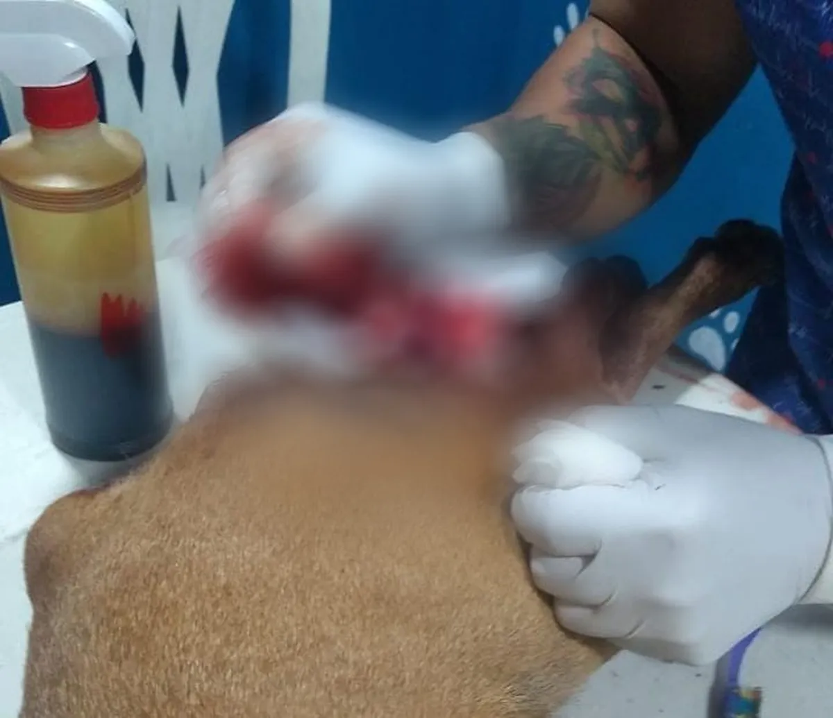 ¡Otro caso de maltrato animal!, balean a perrita en Tula