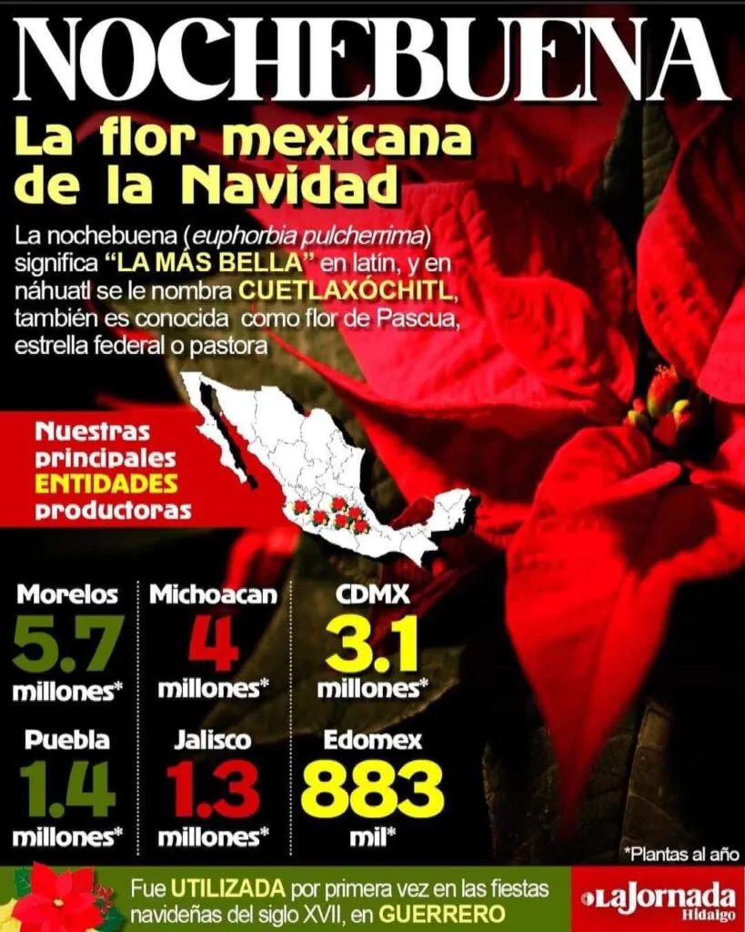 La flor más navideña del año ya está aquí… ¿sabes cuidarla?