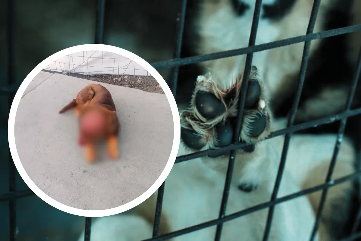 Atitalaquia en alerta por un grave caso de maltrato animal