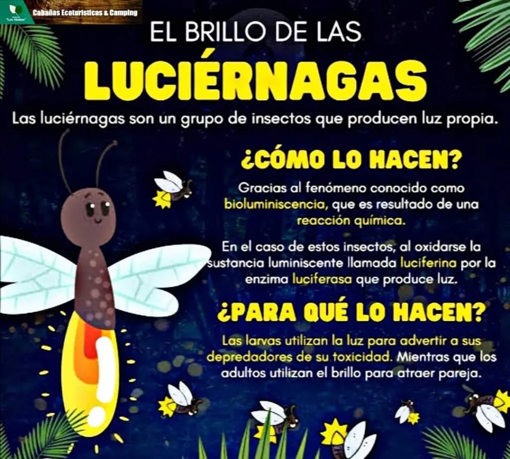 ¿Buscas qué hacer en Hidalgo? Disfruta una caminata nocturna entre luciérnagas y café de olla