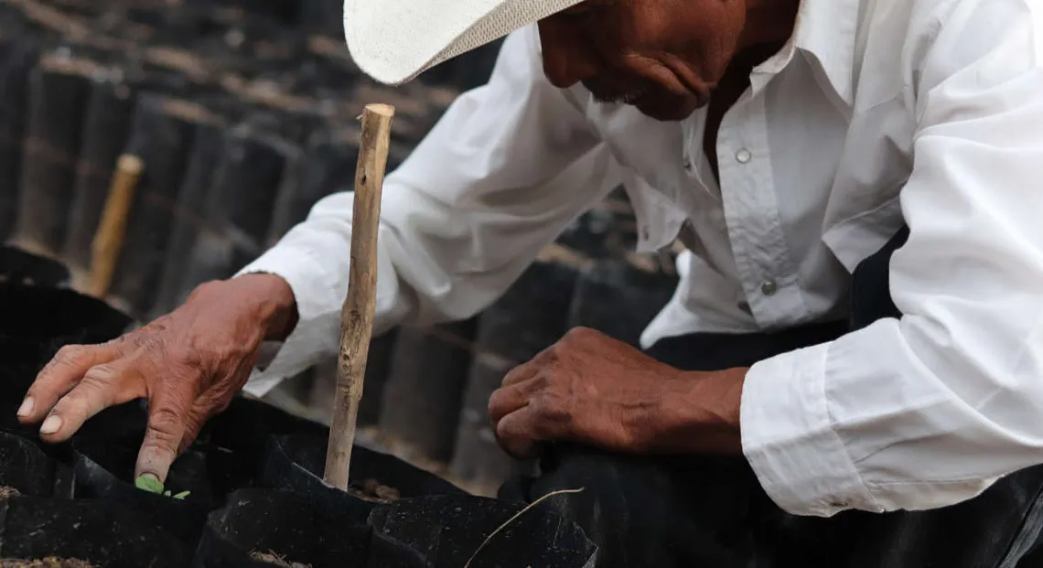 Programa Sembrando Vida: Así puedes obtener 6 mil 250 pesos en Hidalgo