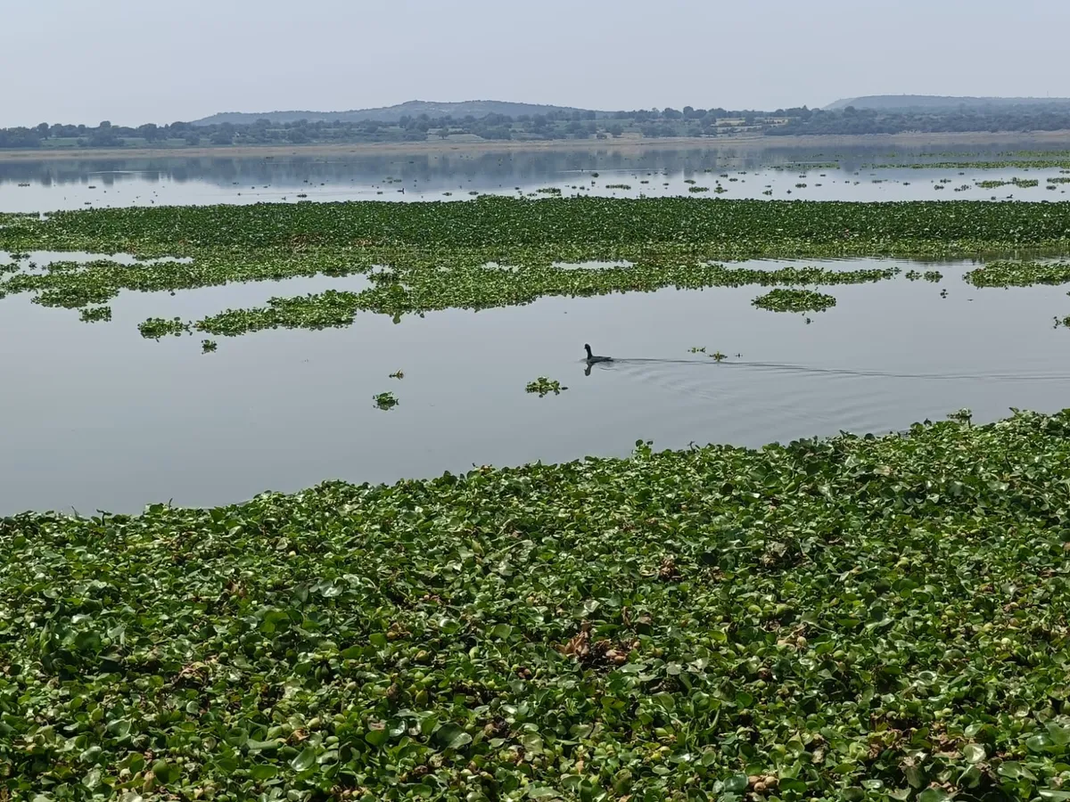 Avanzan trabajos para retirar lirio acuático de la Presa Endhó