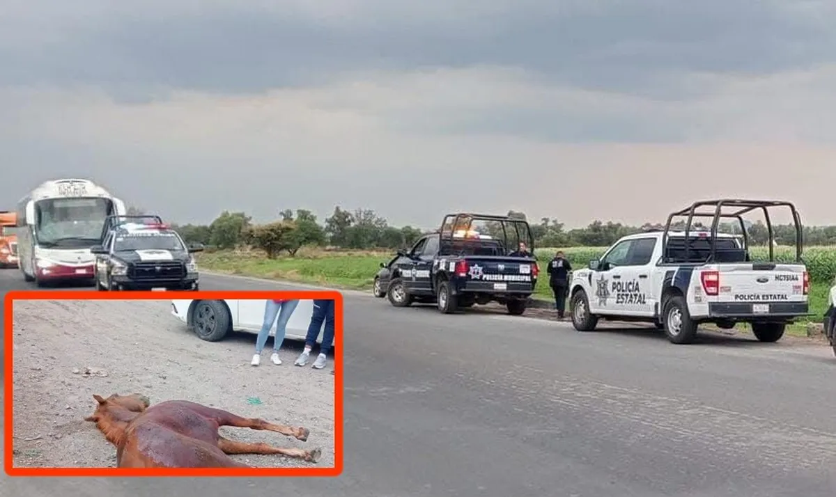 Accidente en Tula: dos menores de edad lesionados y un caballo muerto tras choque