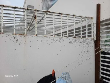 El problema crece en Los Héroes: familias denuncian una fuerte infestación de moscas y señalan posibles residuos como origen del brote.