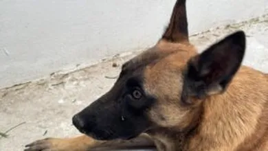 Perrovictima de maltrato animal