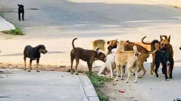 Atotonilco de Tula: comunidad sacrificará a perros sueltos sin reclamar; genera rechazo en redes