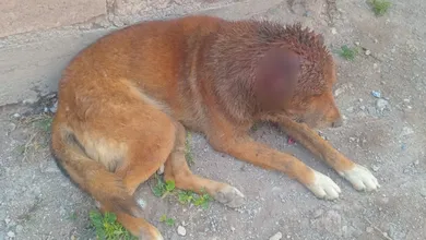 Perro rescatado con heridas graves