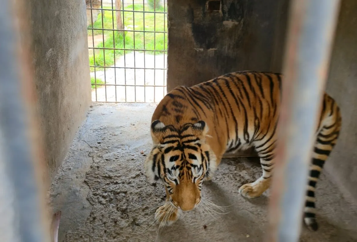 Incautan tigre en finca de Pachuca
