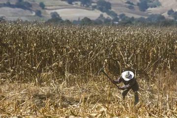 Más de 25 mil productores solicitan seguro por sequía en Hidalgo