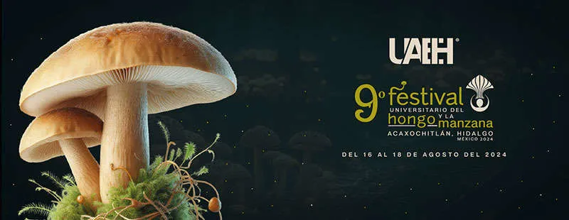 Abren convocatorias para concursos del festival del hongo en Acaxochitlán