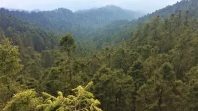 Hidalgo redobla esfuerzos contra el gusano descortezador: más árboles, más inversión y un reto ambiental que sigue creciendo.