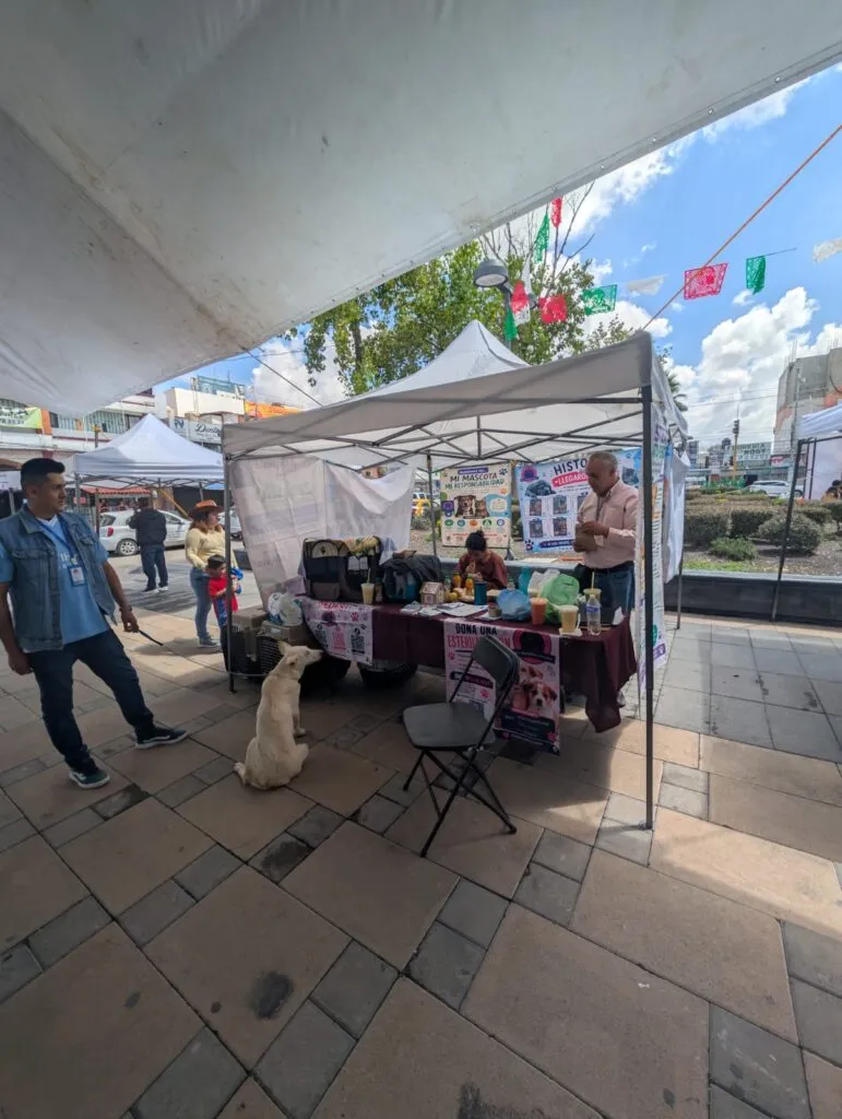 Arrancó Festival de Bienestar Animal en Tizayuca con 120 esterilizaciones gratuitas