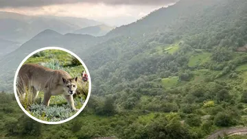 Habitantes de Jacala temen presencia de puma y piden medidas.