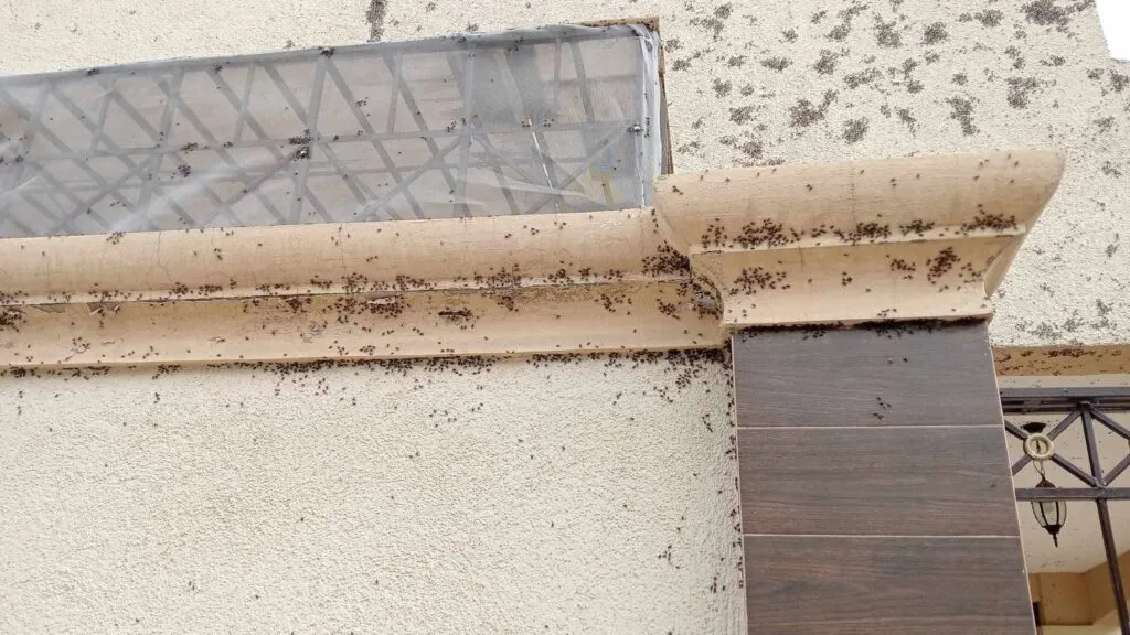 ¿Apocalipsis? Moscas invaden casas y negocios en Tizayuca… ¿Qué está pasando?