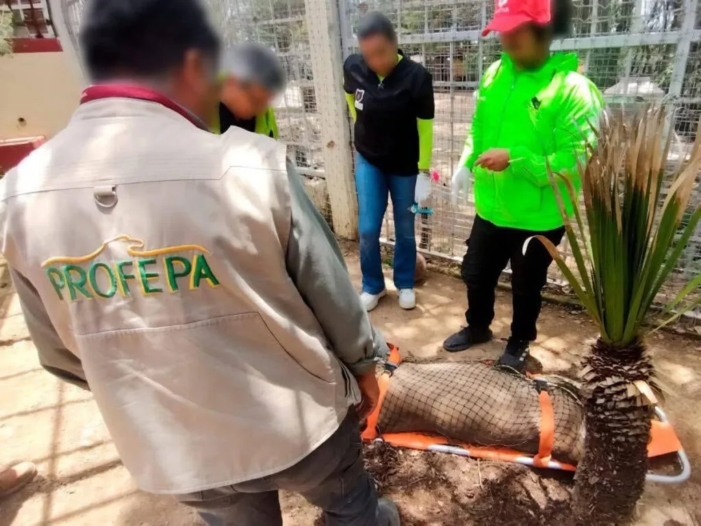 Rescatan a un puma en malas condiciones en un centro turístico de Actopan