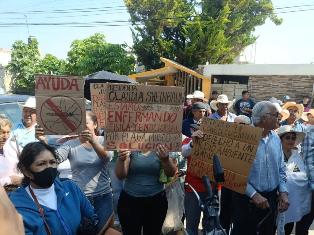 Pobladores de la Endhó piden a Semarnat rentar 10 trituradoras contra lirio y mosco culex