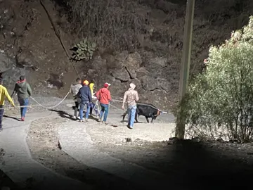 ¡Otro paseo! Toro escapa de su corral y causa alarma en Pachuca
