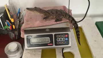 Cocodrilo Moreletii hallado en Tulancingo