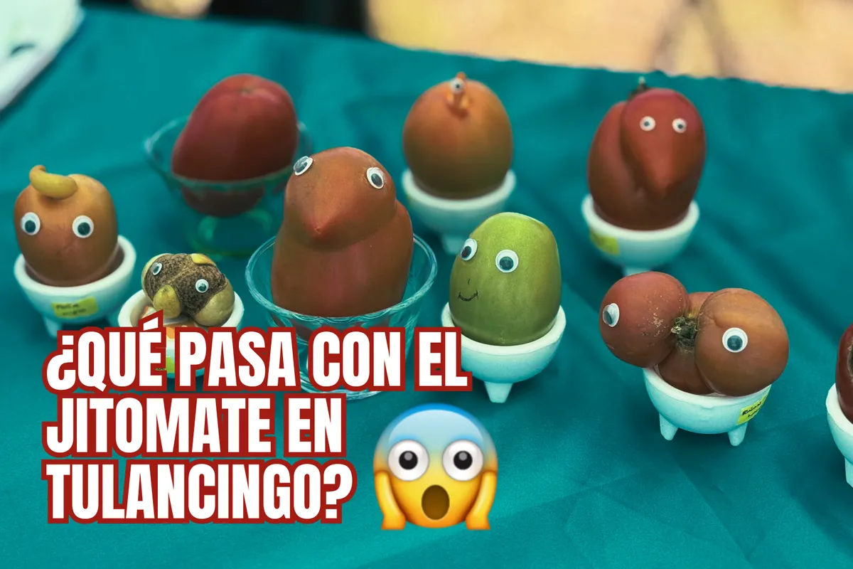 ¿Por qué la producción de jitomate en Tulancingo está desplomándose este 2025?