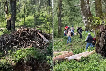 El Hiloche ya no es el mismo: árboles cortados y una reforestación que enfrenta obstáculos