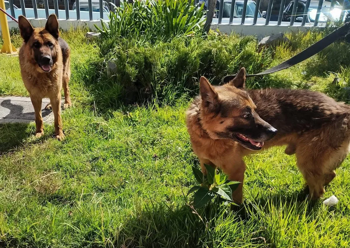 Perritos agredidos en Pachuca reciben atención y buscan hogar temporal