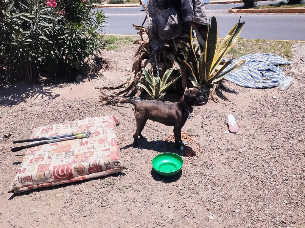 ¡Qué poca! Rescatan a perrita amarrada a semáforo en Pachuca