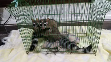 Cacomixtles rescatados