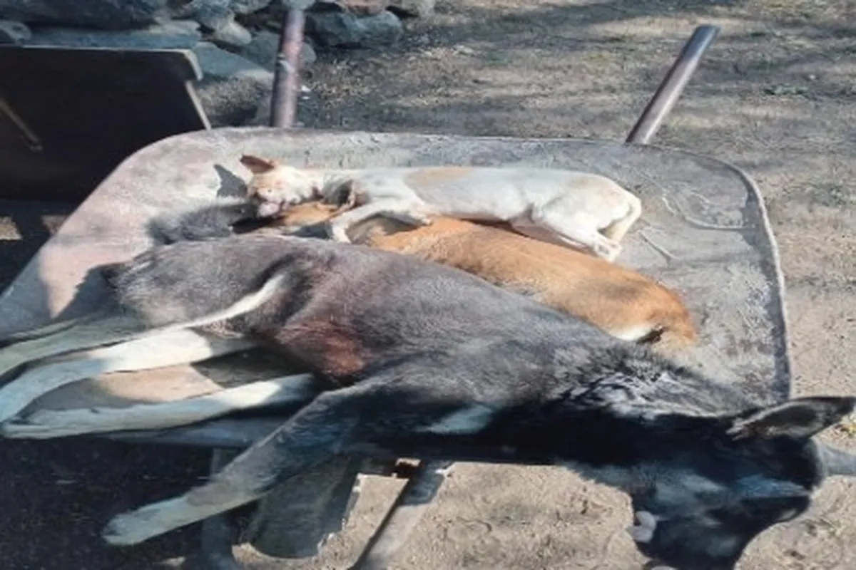 Perros envenenados en Tezontepec de Aldama