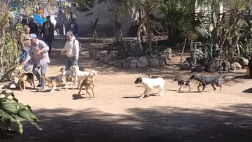 Mixquiahuala: hallan 20 perritos con desnutrición y signos de maltrato en cateo