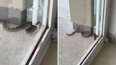 Sorpresa en Cardonal: capturan víbora de cascabel afuera de un centro de salud