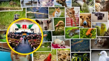 Hidalgo reconoce a los animales como seres sintientes