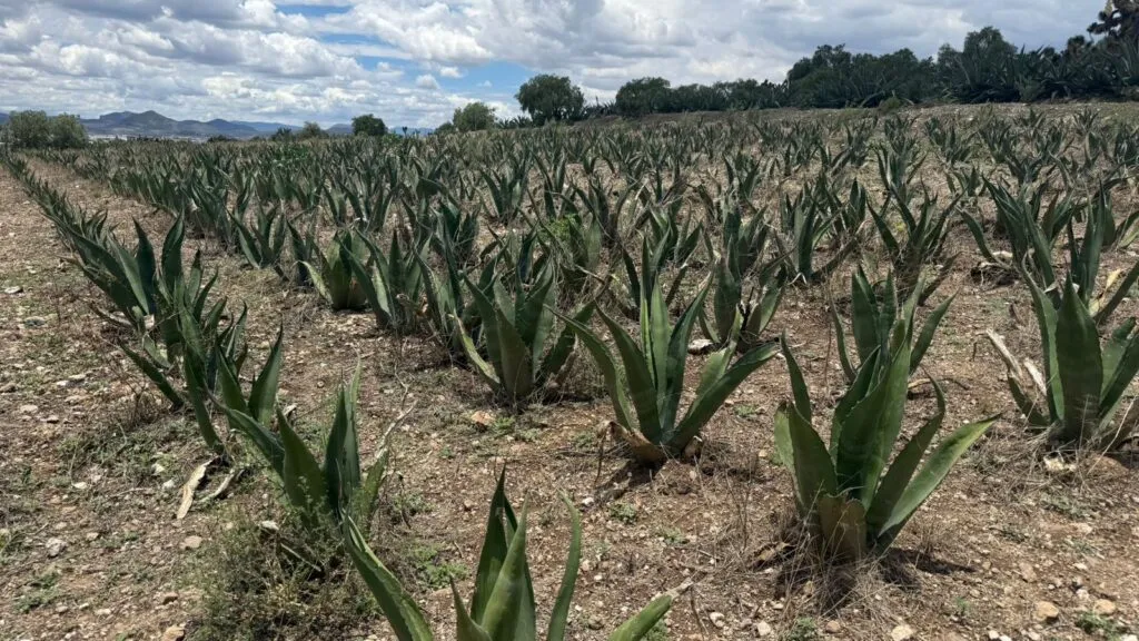 Gobierno lamenta freno a parque solar en Singuilucan