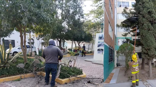Personal de Protección Civil retira rama caída en colonia de Pachuca.