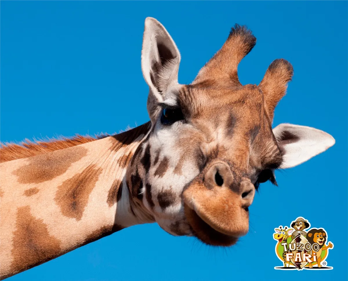 Cuánto cuesta la entrada al Tuzoofari