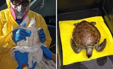 Tortuga