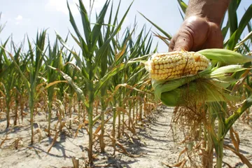 Canadá indicó que seguirá trabajando con sus socios comerciales “hacia un resultado que preserve la previsibilidad del comercio y el acceso al mercado para nuestros agricultores y exportadores”. Foto: La Jornada