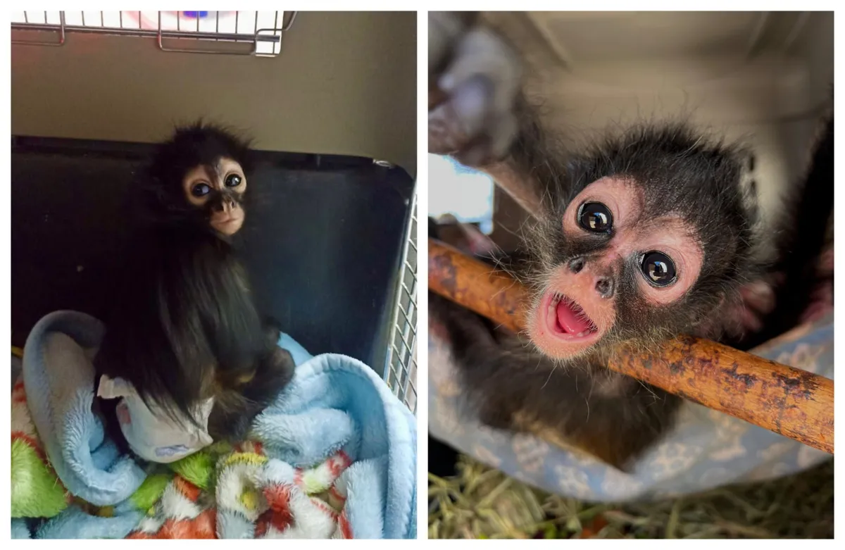 Rescatan a mono araña bebé en Pachuca; alertan sobre alza en tráfico ilegal de fauna silvestre