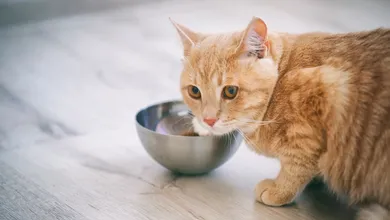 alimento húmedo para gato