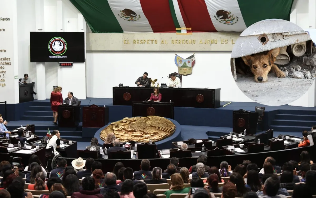 Congreso de Hidalgo pide campaña masiva para trato digno de los animales