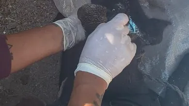 Primer caso de gusano barrenador en Atotonilco de Tula