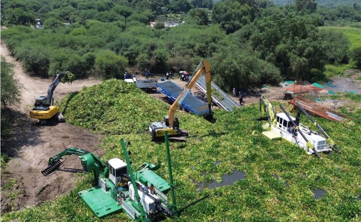 Recolección de lirio acuático en la presa Endhó