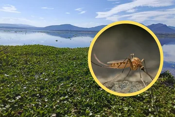 Vivir bajo el asedio del mosco Culex: el martirio diario de los vecinos de la presa Endhó