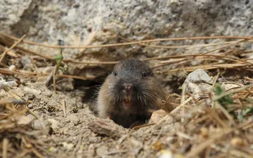 Pachuca declara a la tuza como patrimonio biocultural
