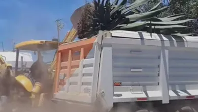 Sanciones a Tulancingo por retiro de magueyes