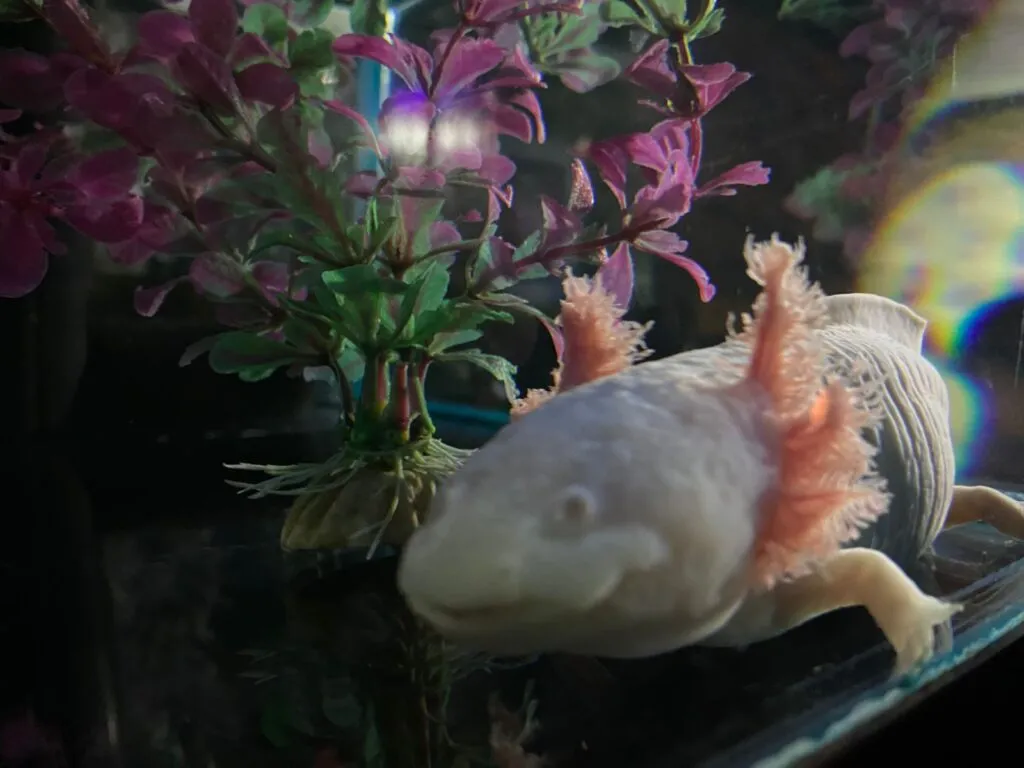 Día Nacional del Ajolote: ciencia, cultura y conservación en un solo símbolo