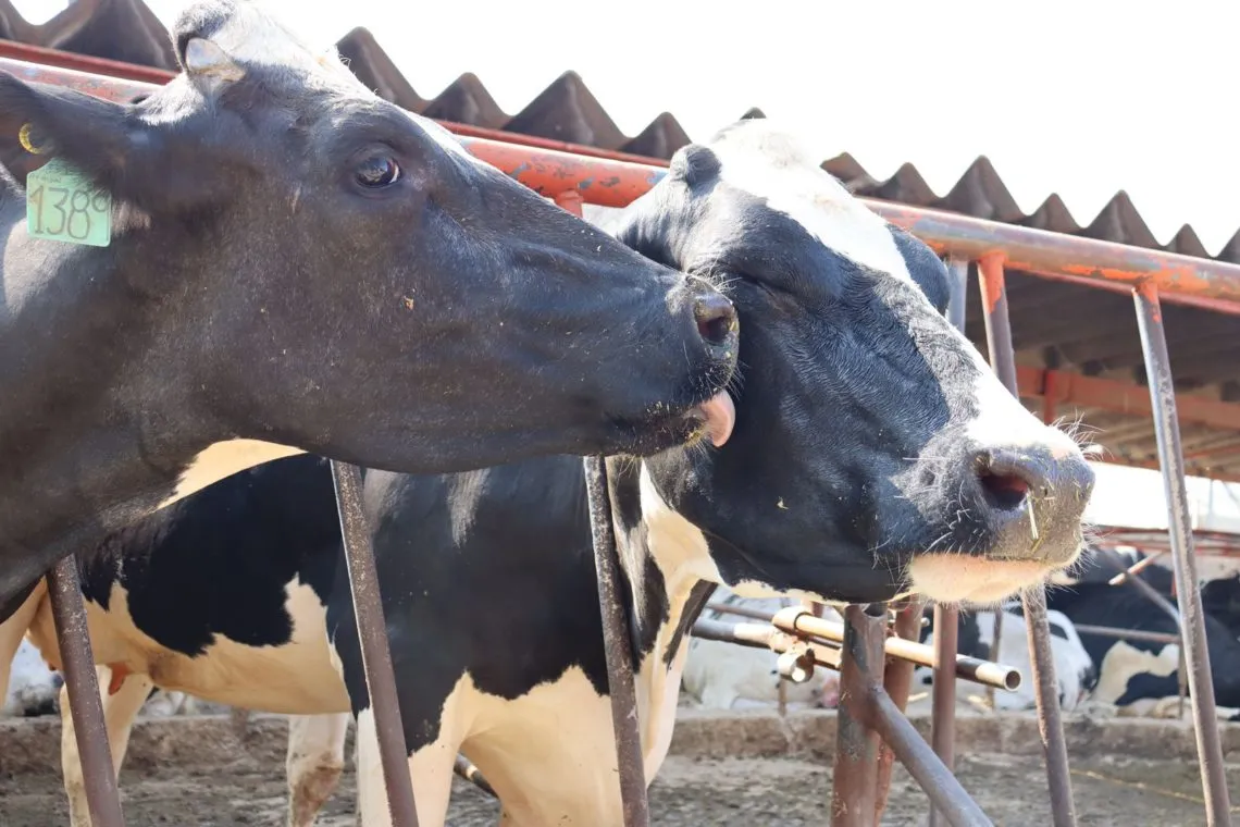 Día Internacional de la Leche: conoce la cuenca lechera de Tizayuca